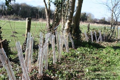 Churchyard New Hedge