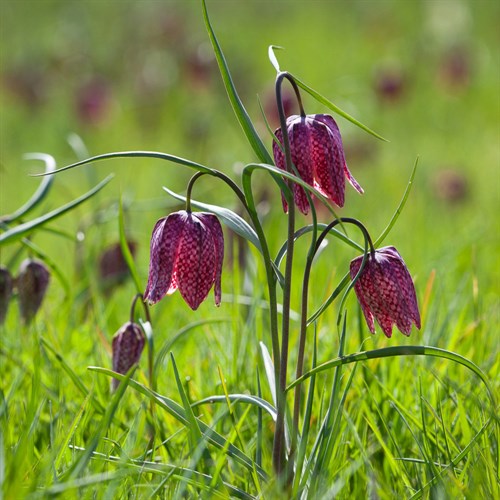 Fritillary